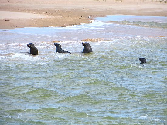 Seals In Shoreline