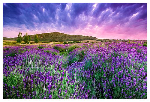 Glorious Lavender Field