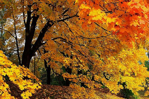 Autumn Leaf Canopy