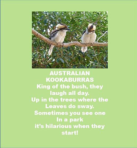 Australian Kookaburras