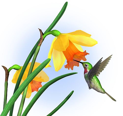 Hummingbird Daffodils
