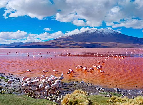 Beautiful Flamingos - 2