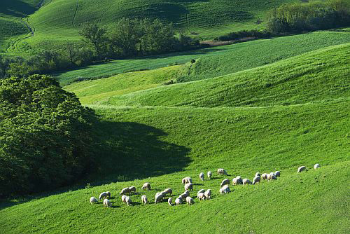 Sheep In Meadows - 2