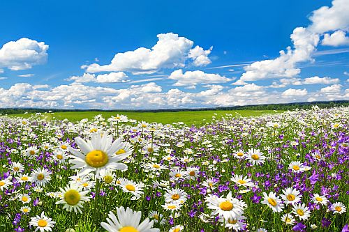 Spring Flower Field - 1