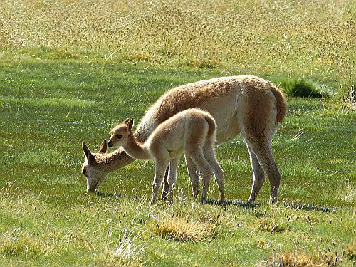 Guanacos Grazing