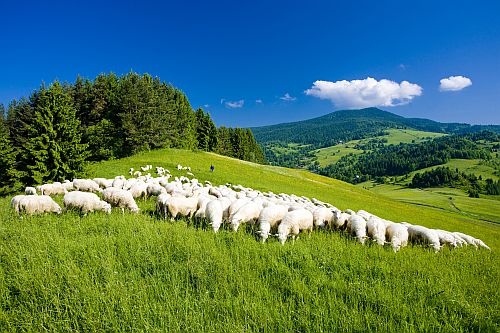 Sheep In Meadows - 1