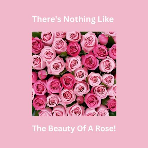 The Beauty Of A Rose - 2