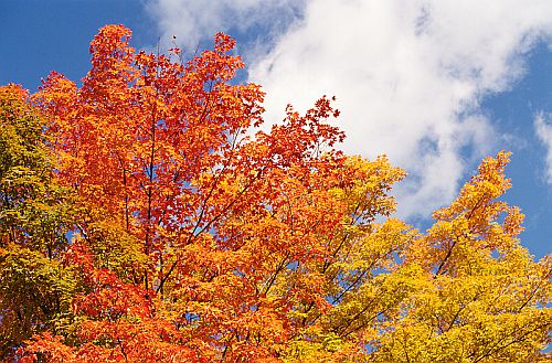 Sunny Autumn Day