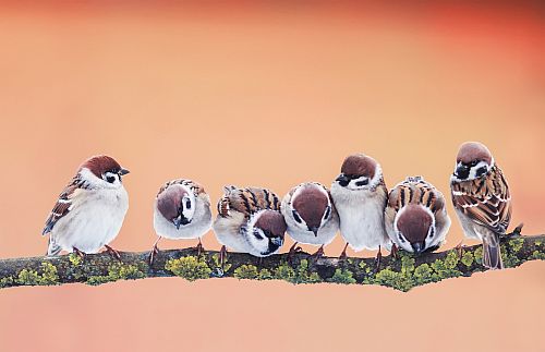 Little Birds On Branch
