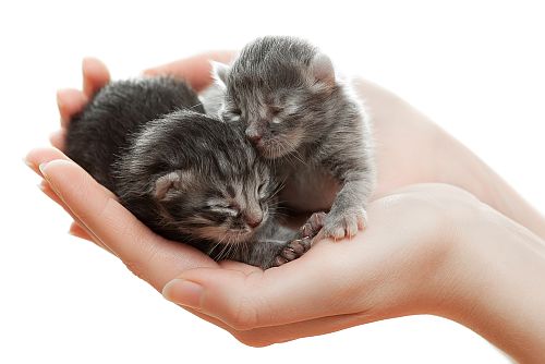 Cute Little Kittens