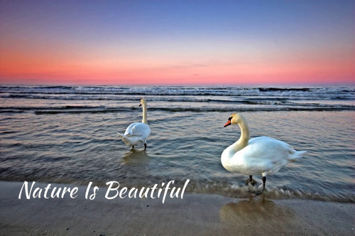 Nature Is Beautiful - 1