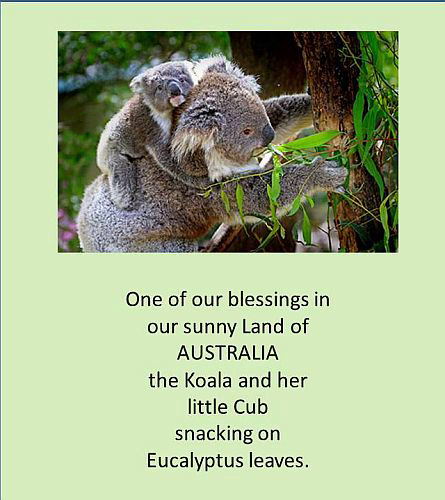Australian Koalas