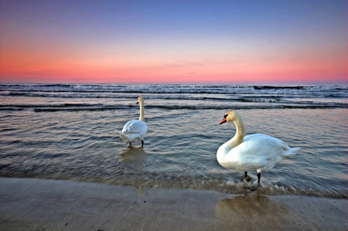 Sea Swans At Sunset