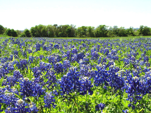 Field of Bluebonnets