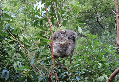 Hugging Koalas