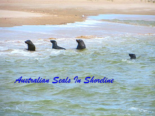 Australian Seals In Shoreline
