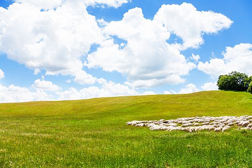 Sheep in Meadows - 3